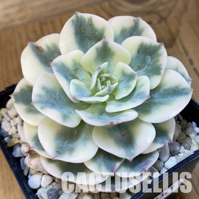 SH33379 Echeveria 'Compton Carousel'