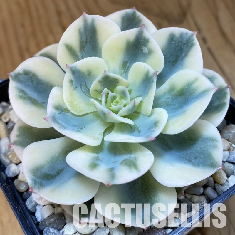 SH33380 Echeveria 'Compton Carousel'