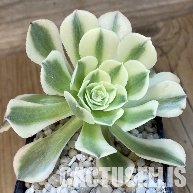 SH33381 Aeonium ‘Maybach’