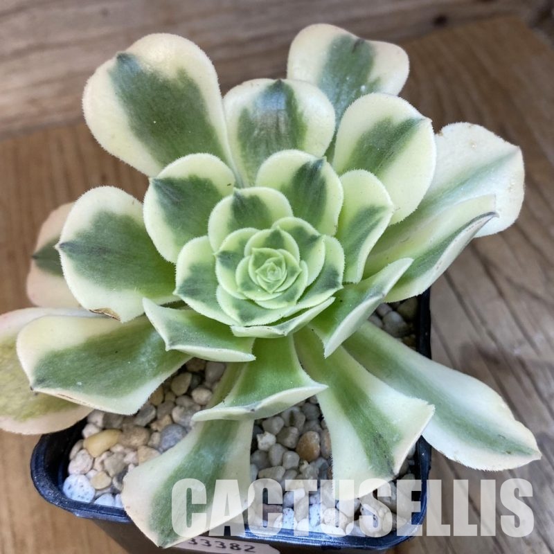 SH33382 Aeonium ‘Maybach’