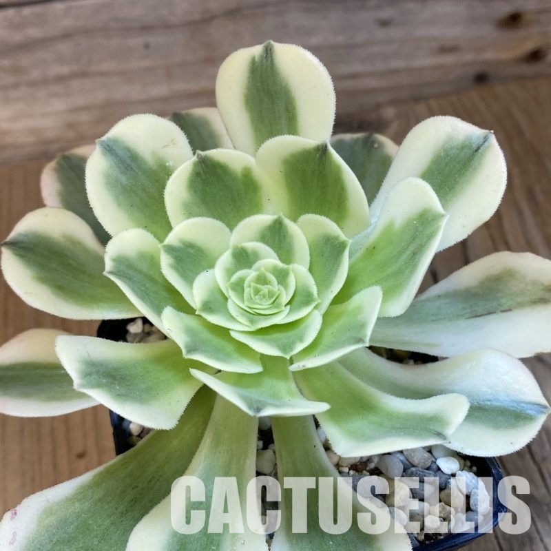 SH33383 Aeonium ‘Maybach’