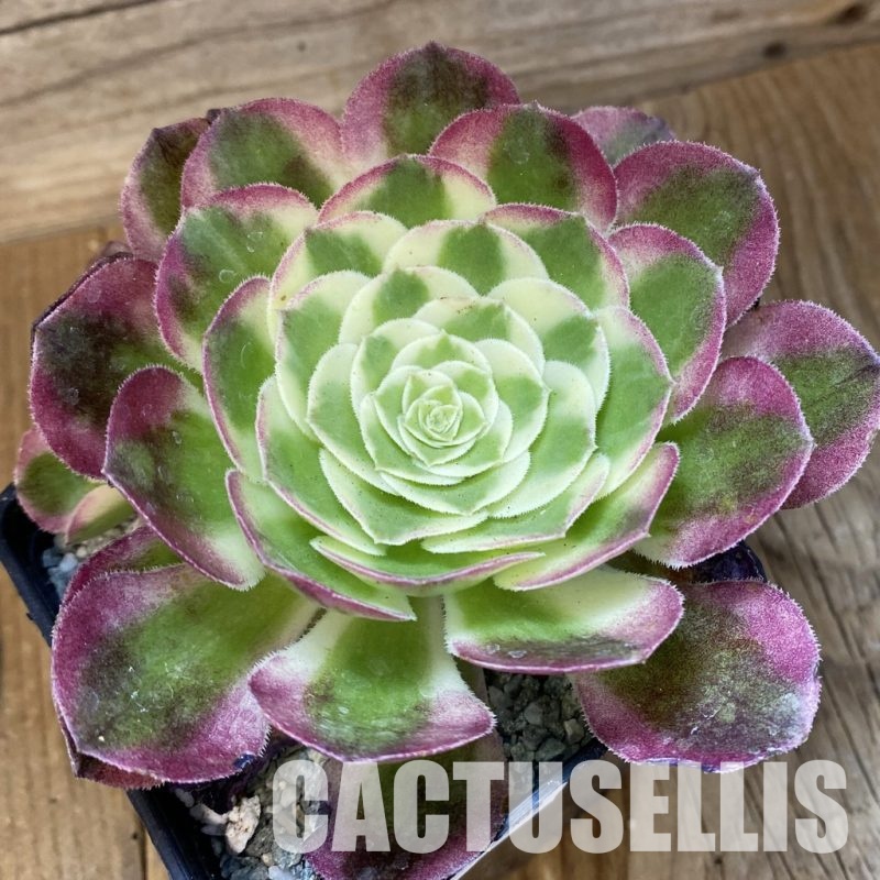 SH33384 Aeonium ‘Stunning Beauty’