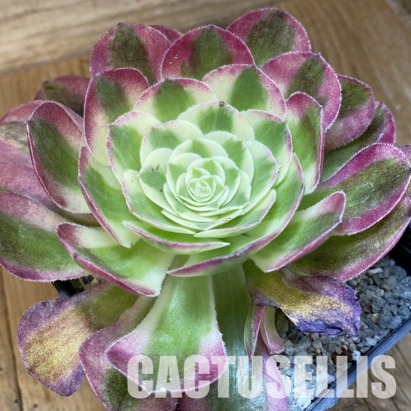 SH33385 Aeonium ‘Stunning Beauty’
