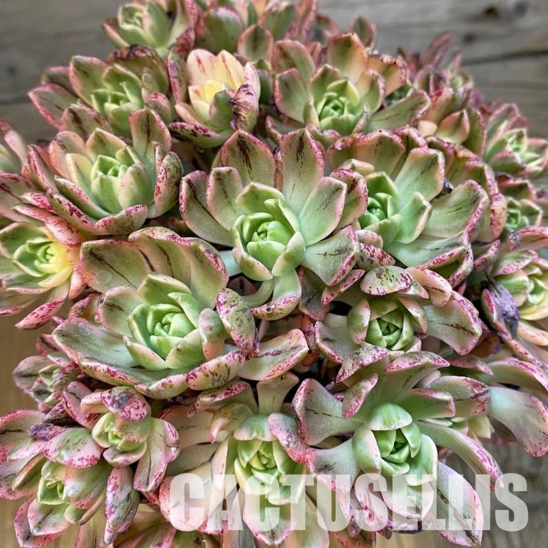 SH33388 Aeonium 'Sweet Tea'