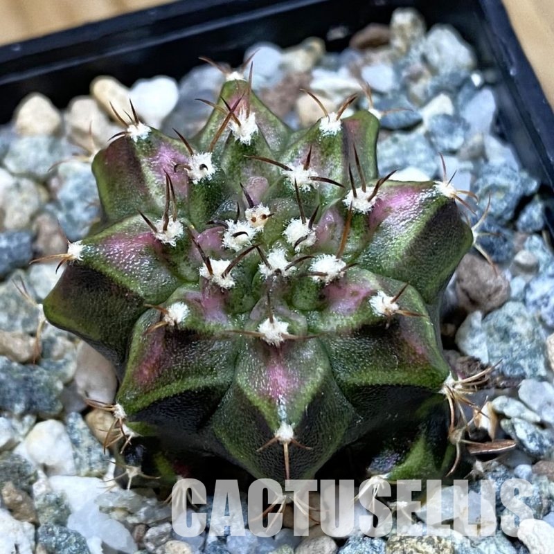 SH33342 Gymnocalycium mihanovichii ‘T-Lux’