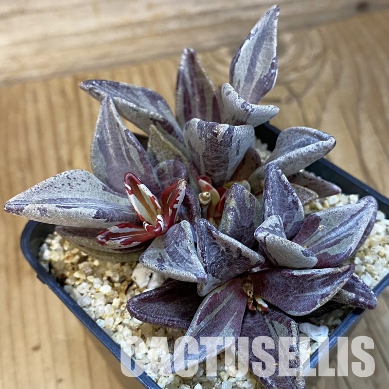 SH33390 Lenophyllum guttatum f. variegata