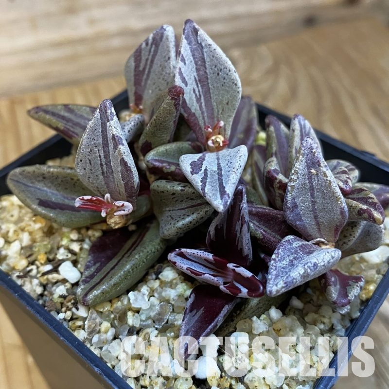 SH33391 Lenophyllum guttatum f. variegata