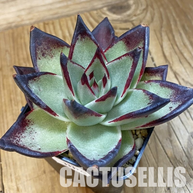 SH33392 Echeveria agavoides ‘Black Ebony’