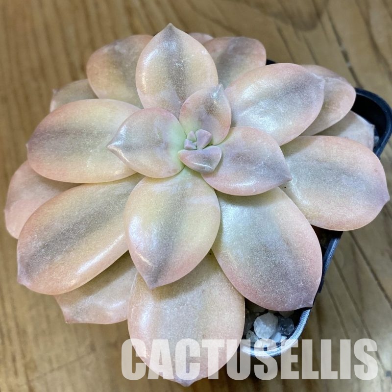 SH33393 Graptopetalum pentandrum ssp. superbum f. variegata