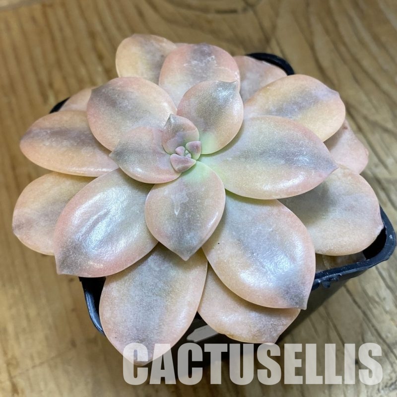 SH33394 Graptopetalum pentandrum ssp. superbum f. variegata
