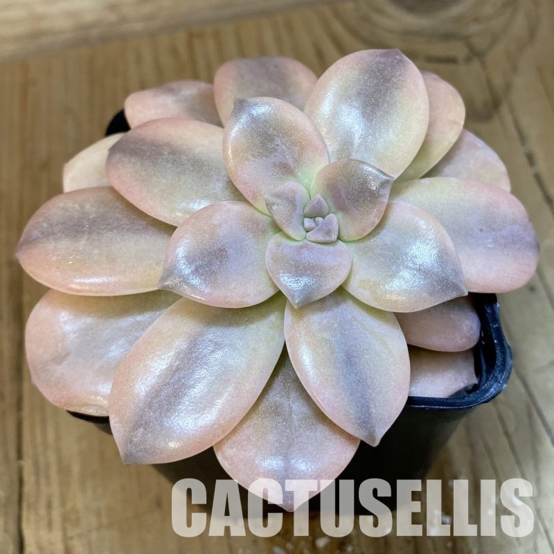SH33395 Graptopetalum pentandrum ssp. superbum f. variegata