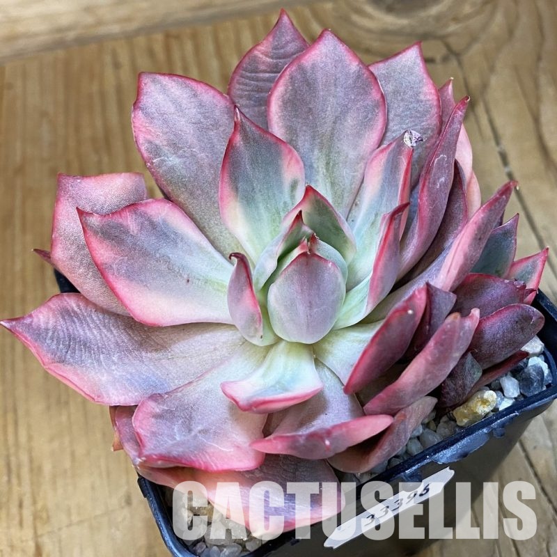 SH33396 Echeveria 'Moon Goddess'