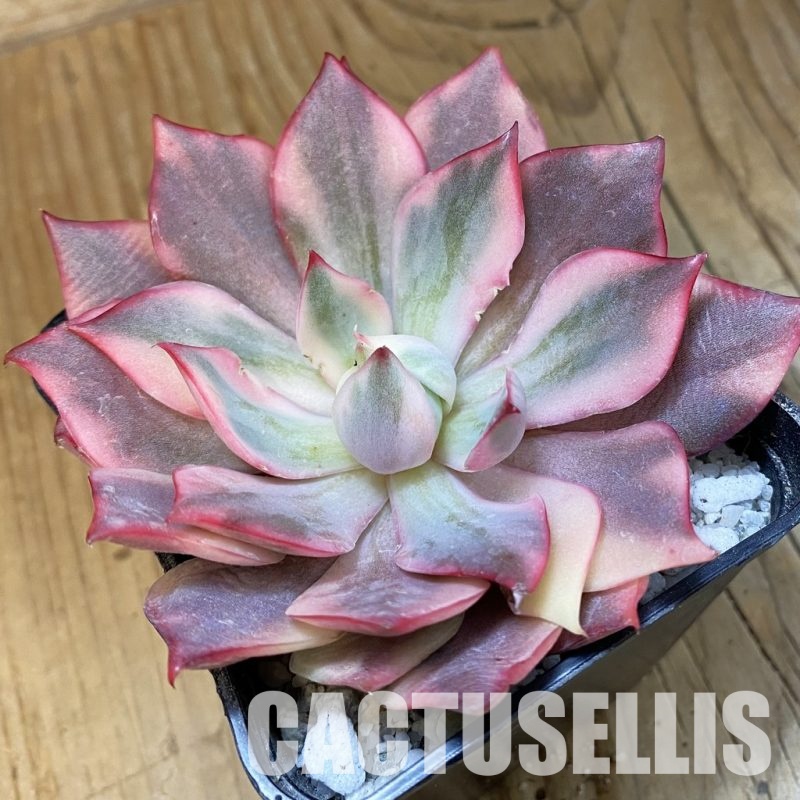 SH33397 Echeveria 'Moon Goddess'