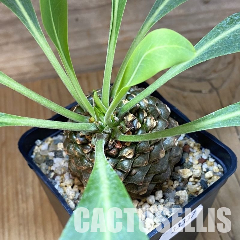 SH33337 Euphorbia bupleurifolia
