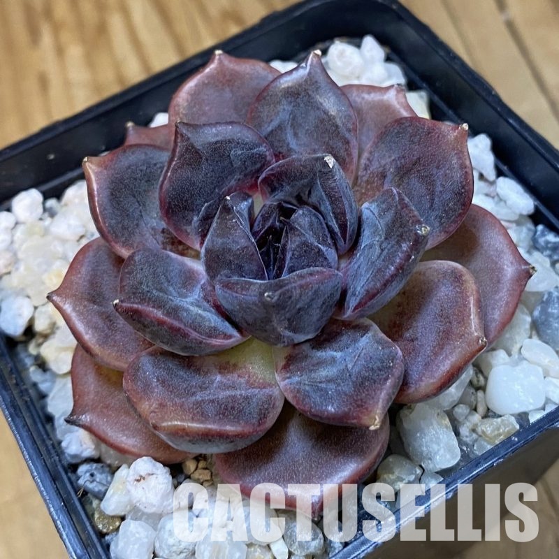 SH33398 Echeveria ‘Dark Chocolate’