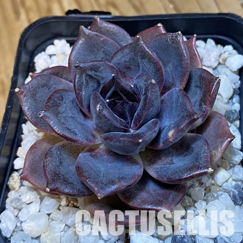 SH33399 Echeveria ‘Dark Chocolate’