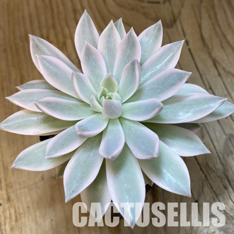 SH33400 Echeveria 'Blood Moon' f. variegata