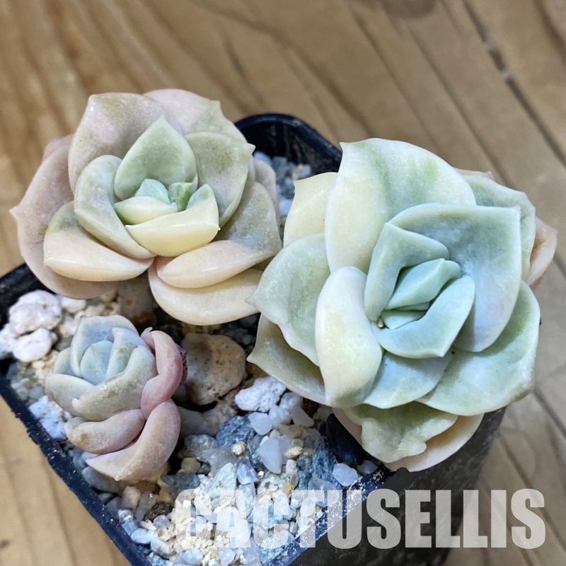 SH33402 Echeveria ‘Lovely Rose’ white color f. variegata