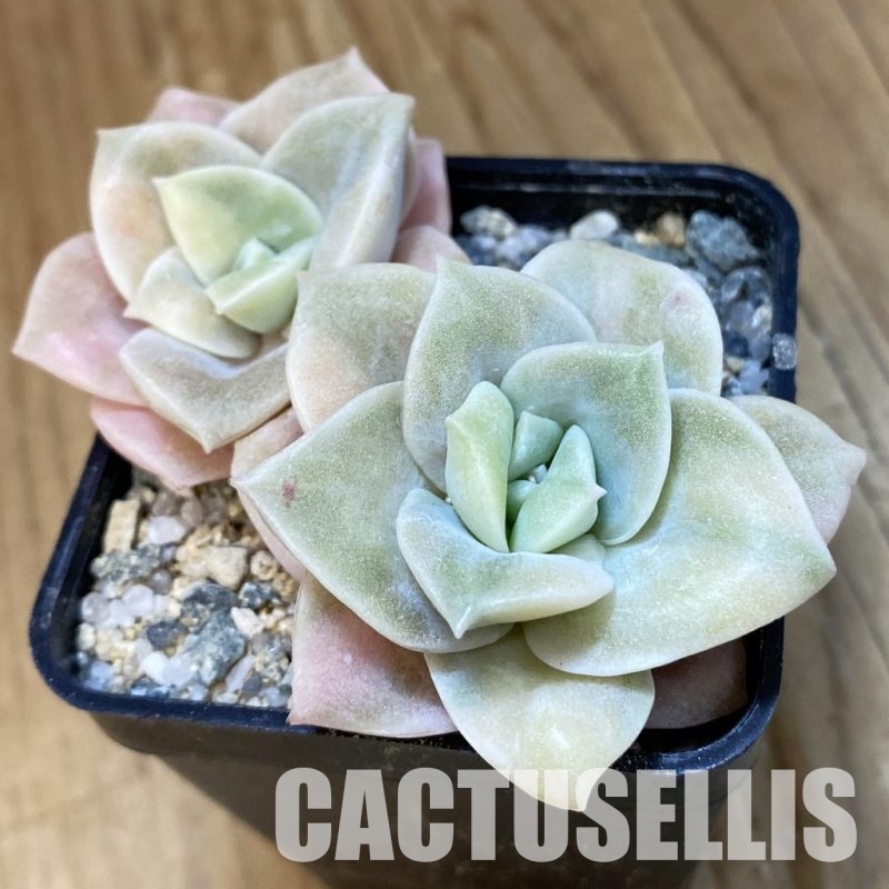 SH33403 Echeveria ‘Lovely Rose’ white color f. variegata