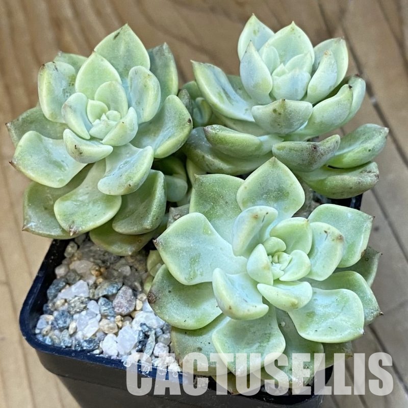 SH33404 Echeveria ‘Tinkerbell’ f. variegata
