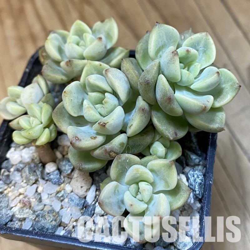 SH33405 Echeveria ‘Tinkerbell’ f. variegata