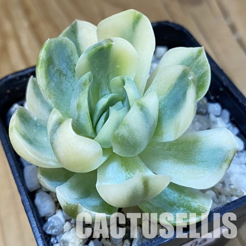 SH33406 Echeveria ‘Berry’ f. variegata