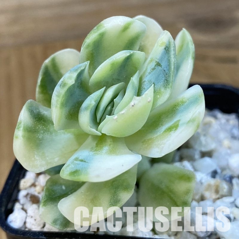 SH33407 Echeveria ‘Berry’ f. variegata