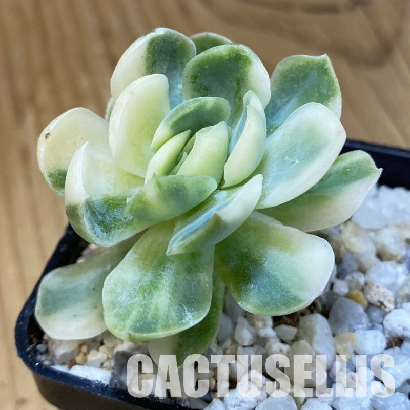 SH33408 Echeveria ‘Berry’ f. variegata