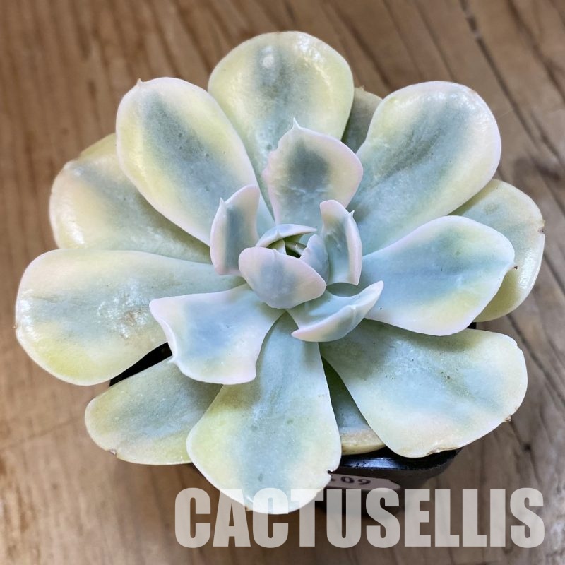 SH33409 Echeveria runyonii f. variegata