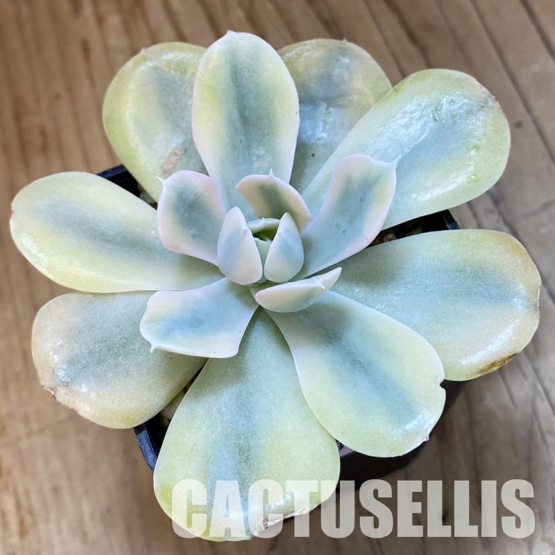 SH33410 Echeveria runyonii f. variegata