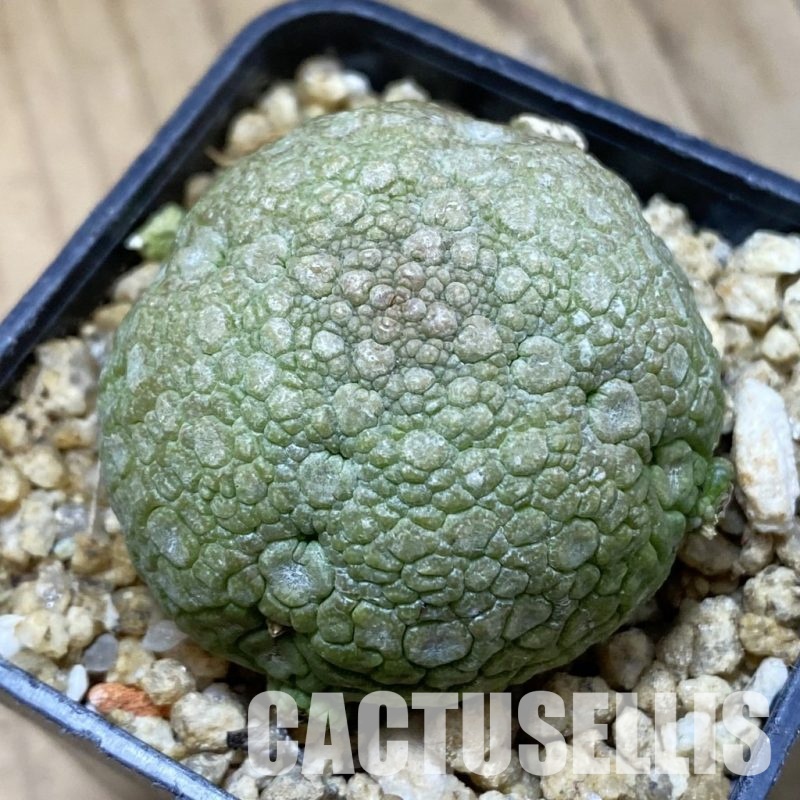 SH33344 Pseudolithos migiurtinus