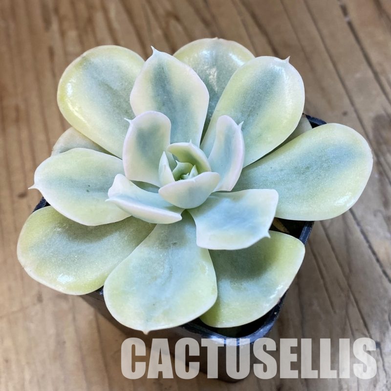 SH33411 Echeveria runyonii f. variegata