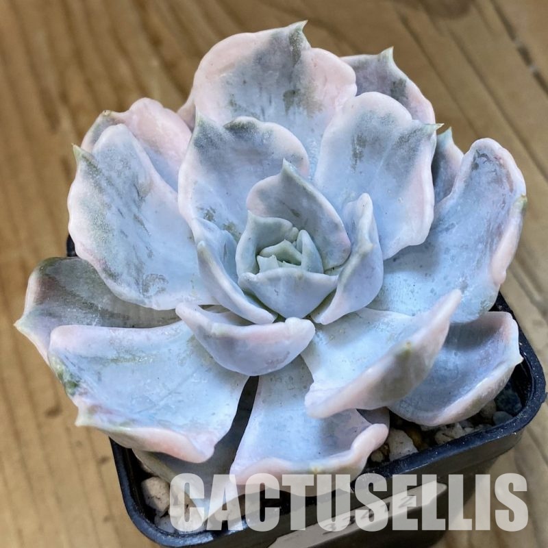 SH33412 Echeveria ‘Lina Lotus’ f. variegata