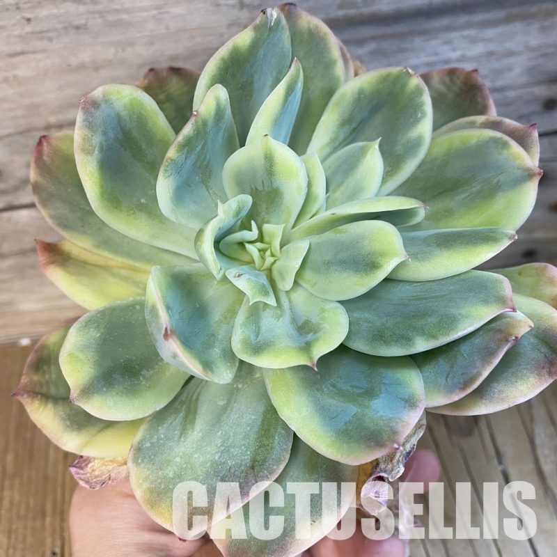 SH33413 Echeveria ‘Luella’ f. variegata