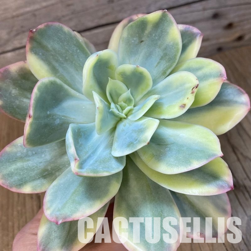 SH33414 Echeveria ‘Luella’ f. variegata