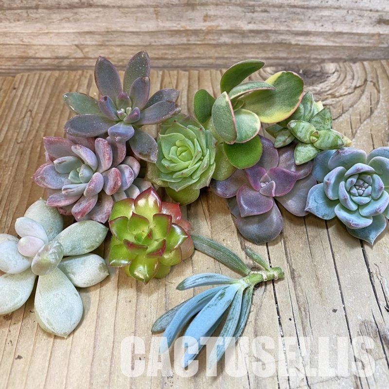 SH33415 Succulents mix, cuted
