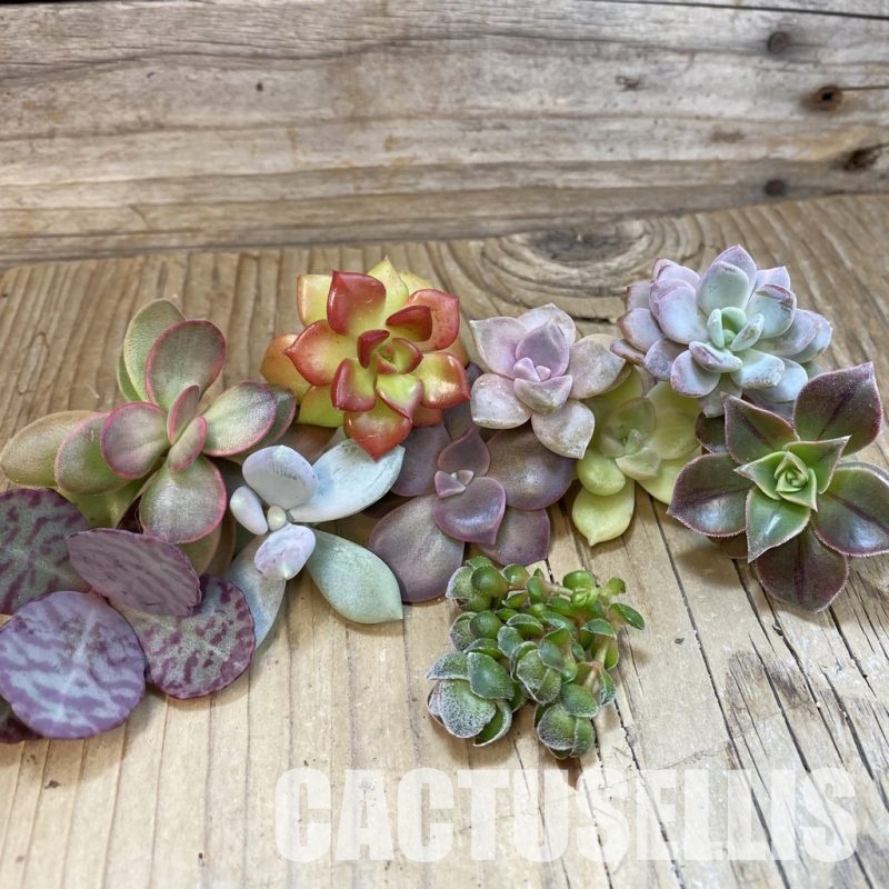 SH33416 Succulents mix, cuted