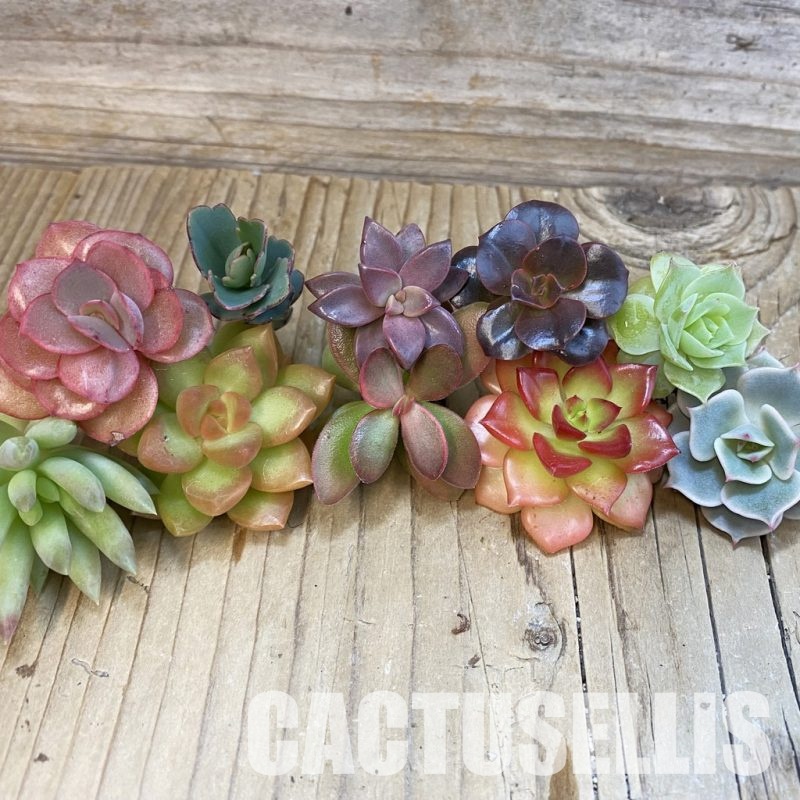 SH33417 Succulents mix, cuted