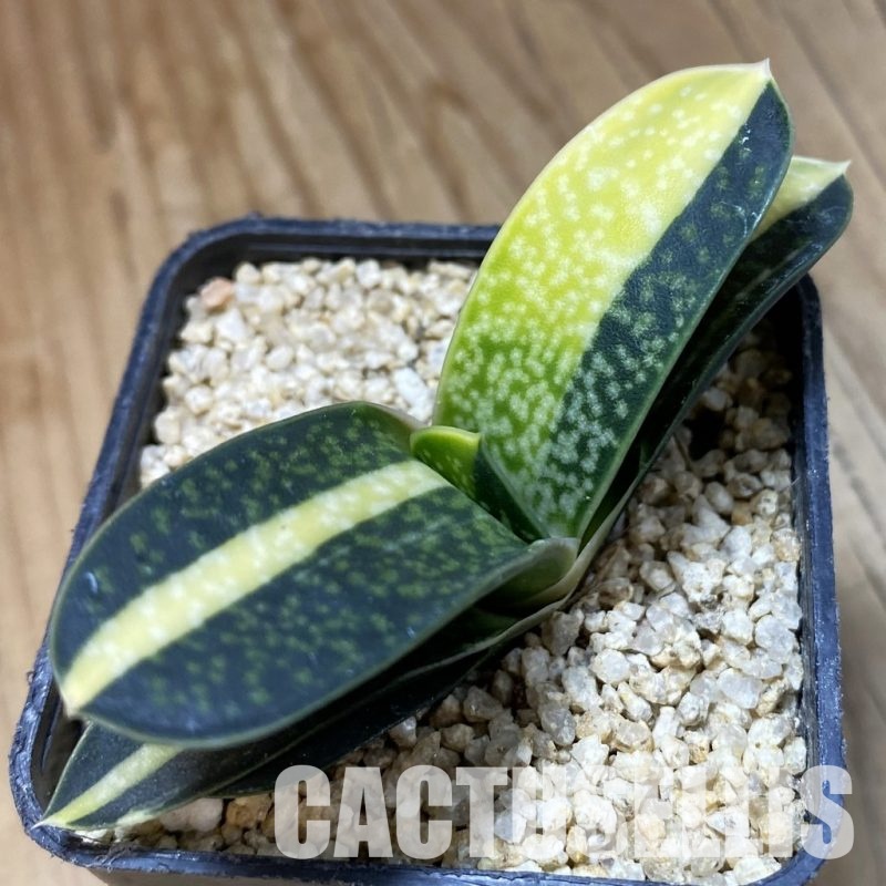 SH33346 Gasteria minima f. variegata