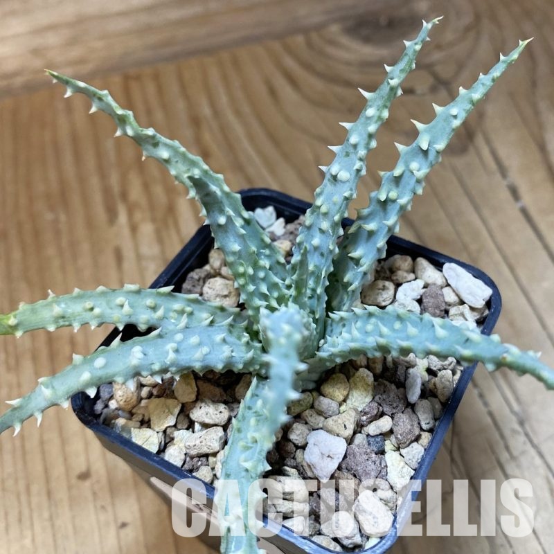 SH33347 Aloe humilis x pratensis
