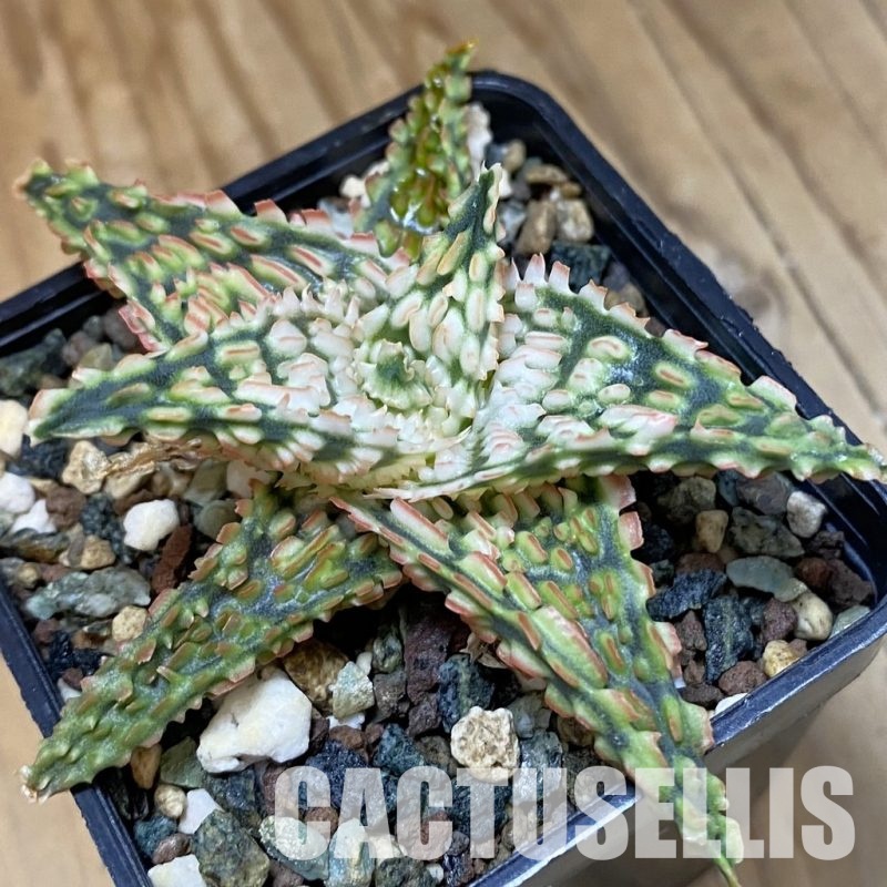 SH33348 Aloe TCT hybrid
