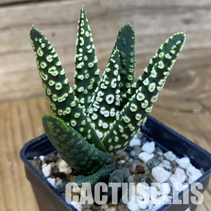 SH33349 Haworthia pumila 'Donut'
