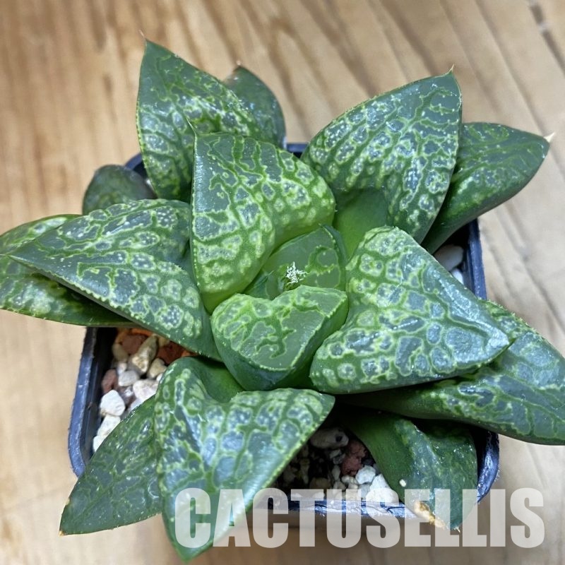 SH33350 Haworthia comptoniana ‘Kamen Butokai’