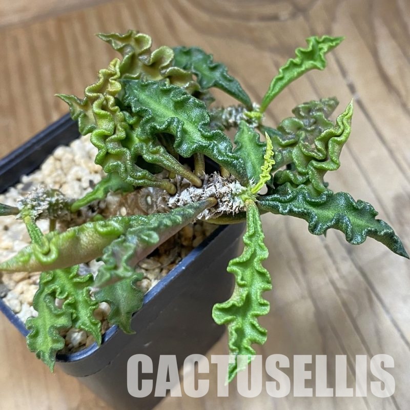 SH33338 Euphorbia decaryi v. spirosticha