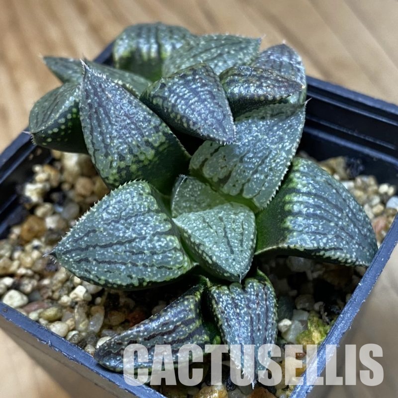 SH33351 Haworthia picta -Japan-