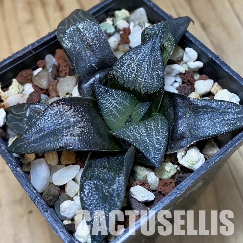 SH33352 Haworthia marxii