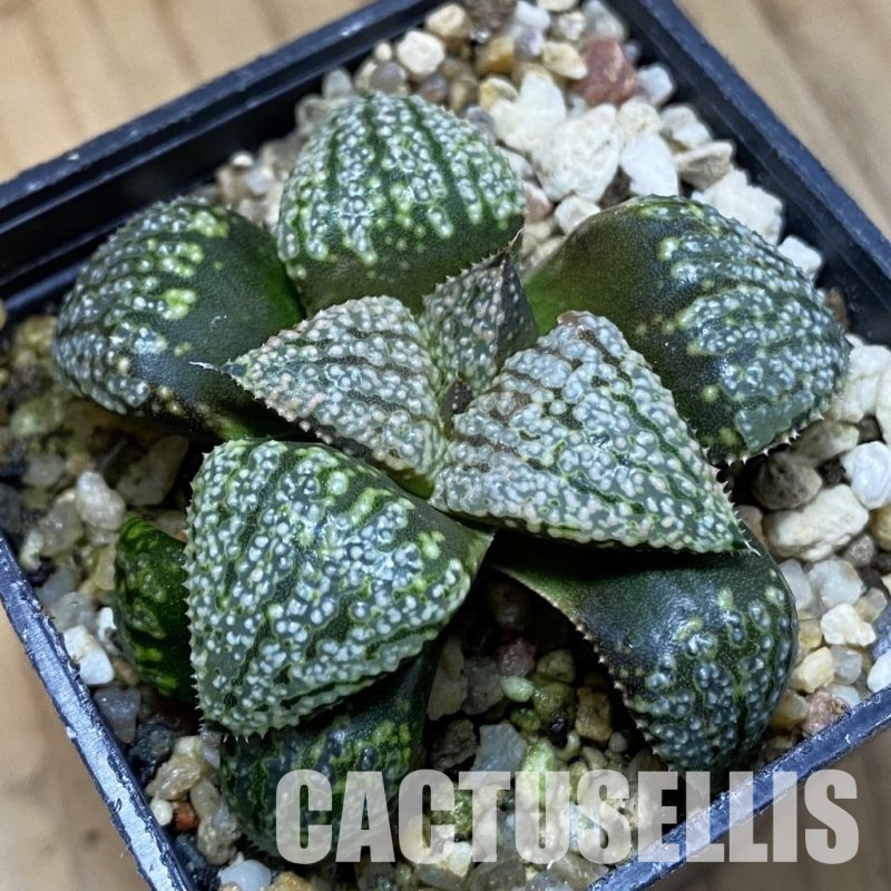 SH33353 Haworthia picta -Japan-