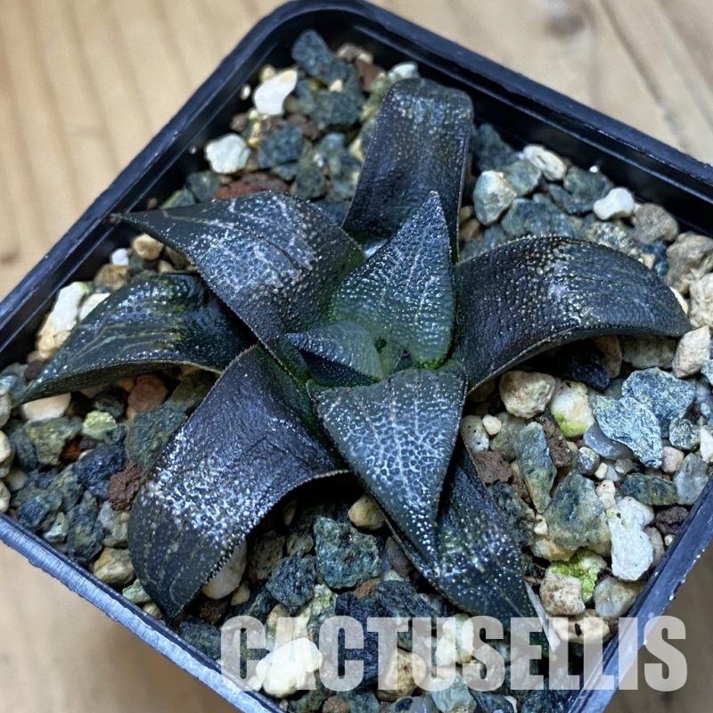 SH33354 Haworthia marxii