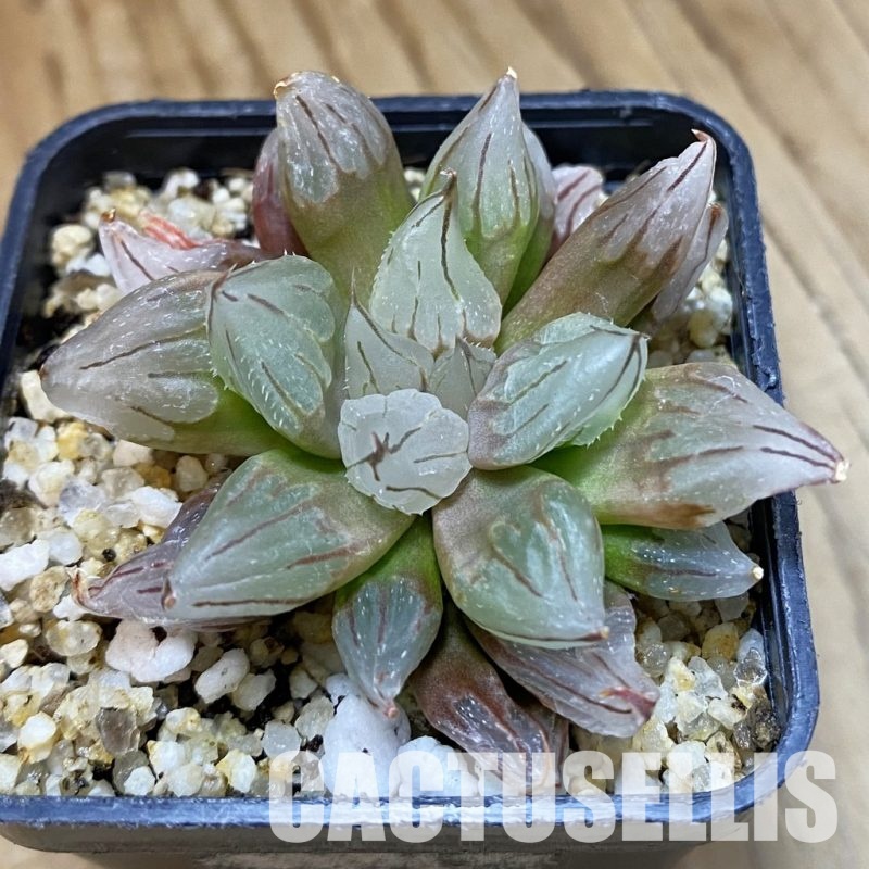 SH33355 Haworthia cooperi 'West Asia Tsuen'