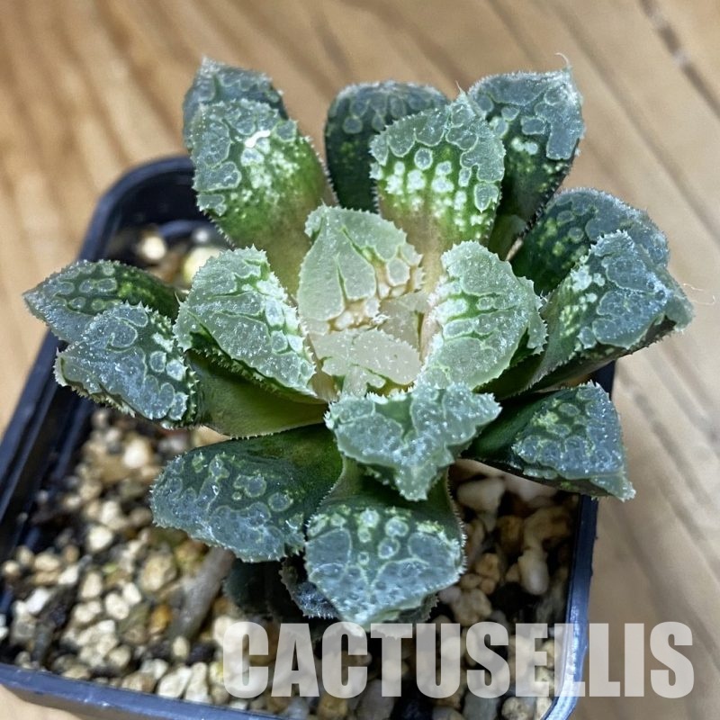 SH33356 Haworthia ‘Gorbi’ hybrid F2